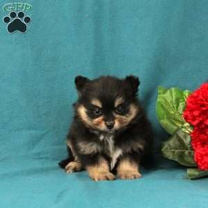 Evaline, Pomeranian Puppy